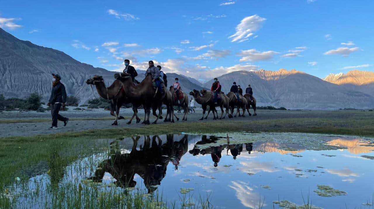 Nubra Sand Dunes Camel Ride 1