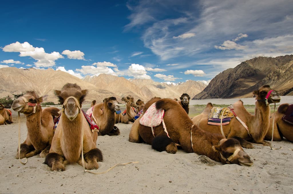 Nubra Camel